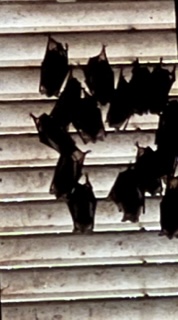 Bat Exclusion in Marietta, GA