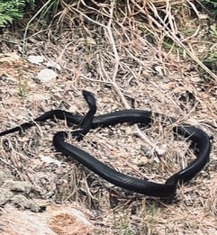 Snake Removal in Marietta, GA