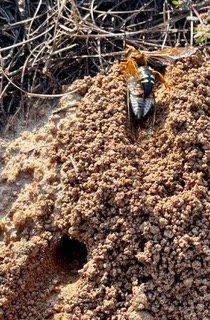 Successful Cicada Killers Project Completed in Rex, GA